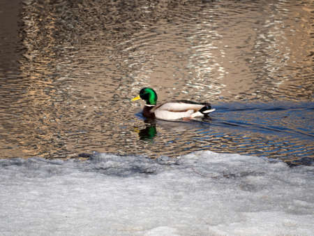 duck in water with melting ice in springの写真素材