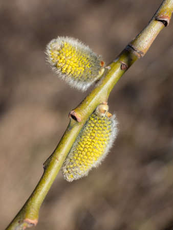 willow branch with buds in spring close upの写真素材