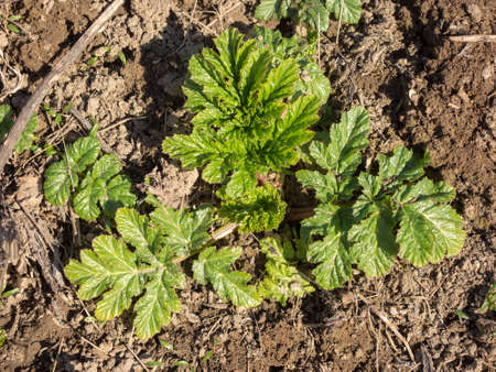 fresh green grass on the ground in springの写真素材