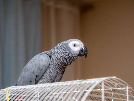 portrait of a Jaco parrot close up