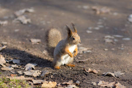 portrait of a squirrel on the ground in the park