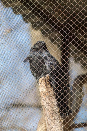 portrait of a raven in a cageの写真素材