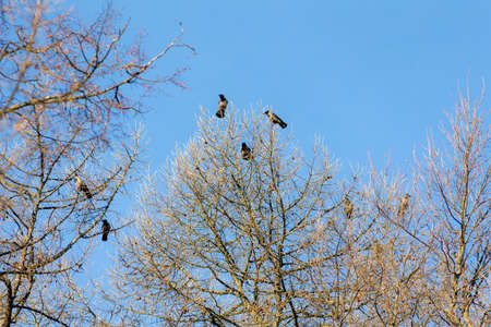 flock of crows on the branches of a tree against the blue skyの写真素材