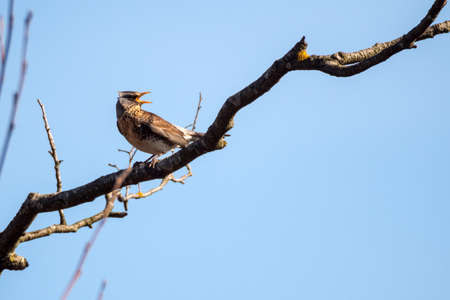 portrait of fieldfare thrush on a tree branchの写真素材