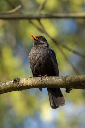 blackbird sits on a tree branch in spring