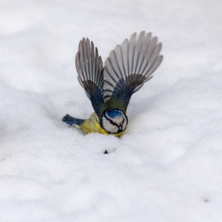 portrait of blue tit on the snow in winterの写真素材