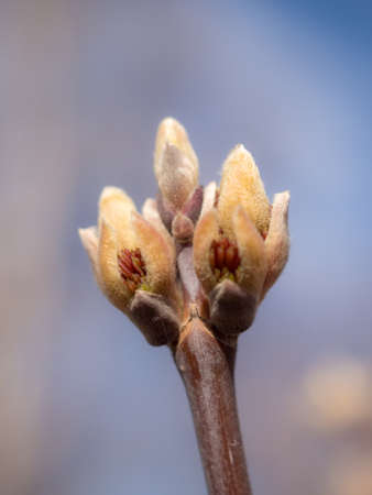 maple buds on a branch in spring close upの写真素材