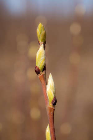 tree buds on a branch in spring close up