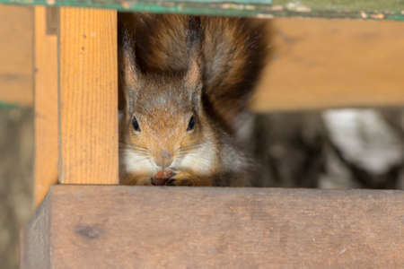 Portrait of a squirrel with nut closeup