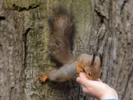 squirrel looking for food in the palm of your hand