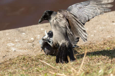 gray crow attacked a dove on the ground
