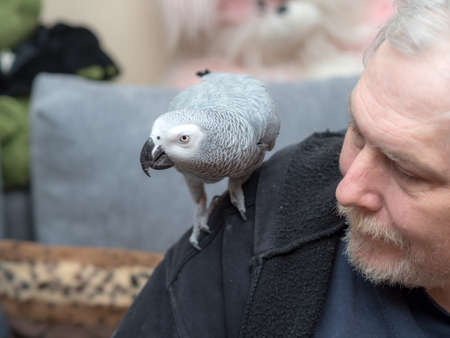 portrait of a man with a Jaco parrot on his shoulderの写真素材