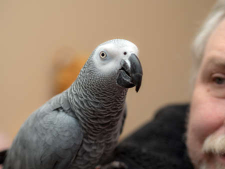 parrot on the shoulder of a man close upの写真素材