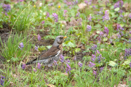 thrush fieldfare among spring grass and flowers
