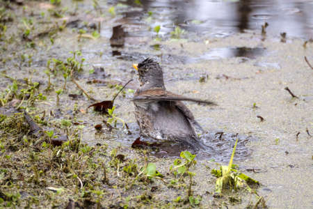 Fieldfare thrush washes in a muddy puddle in springの写真素材
