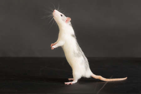 studio portrait of a domestic rat on a black background