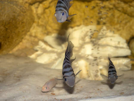 blue fish in the water of the aquarium closeup