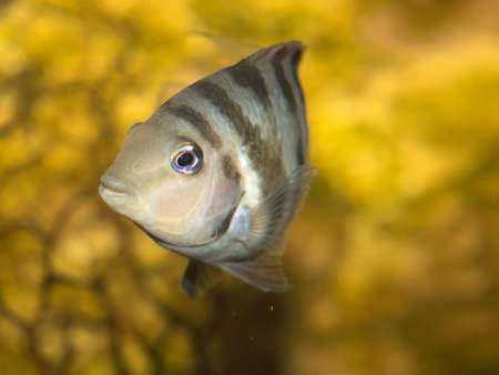 blue fish in the water of the aquarium closeupの写真素材
