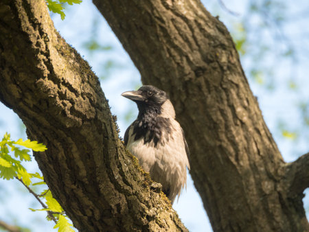 portrait of a crow on a tree