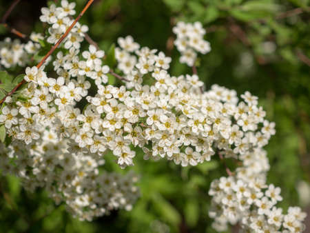 branch of flowering spirea in spring closeup