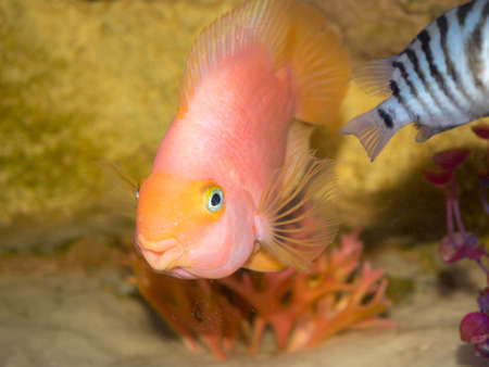 red fish parrot in the water of the aquarium closeup