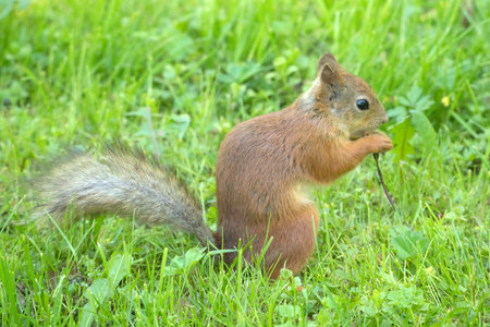 portrait of a squirrel on the green grassの写真素材