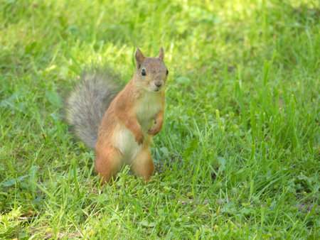 portrait of a squirrel on the green grass in spring