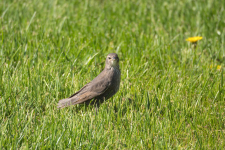 portrait of a starling chick on green grass in springの写真素材