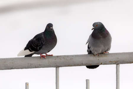 two gray pigeons sit on the fence
