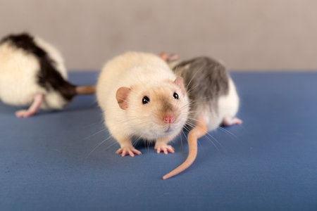 studio portrait of a domestic rat closeupの写真素材