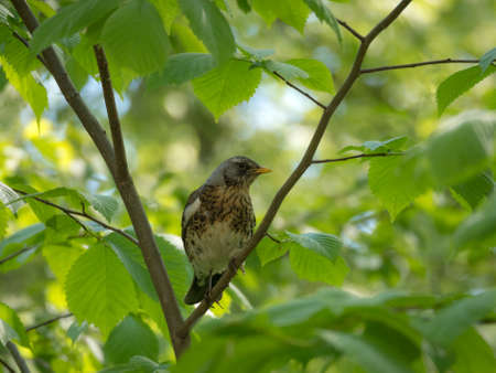 portrait of fieldfare thrush in the green foliage of a tree