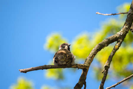 portrait of a sparrow on a tree branch