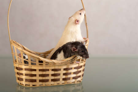 domestic rats in a basket on the tableの写真素材