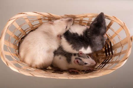 three domestic rats in a basket close upの写真素材