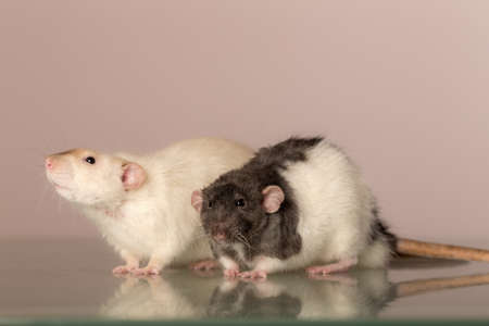 two domestic rats on a glass table close upの写真素材