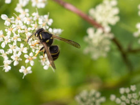hoverfly on small white flowers close up in summerの写真素材