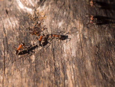 red ants on a dry tree trunk close upの写真素材