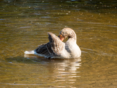 brown goose in the water on a sunny dayの写真素材