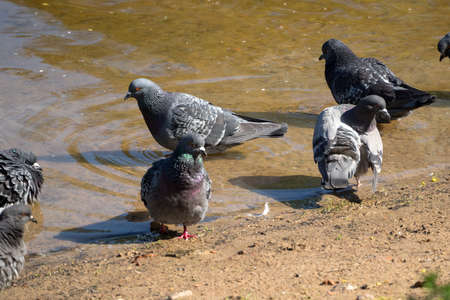 gray doves in the water of a pond on a sunny dayの写真素材