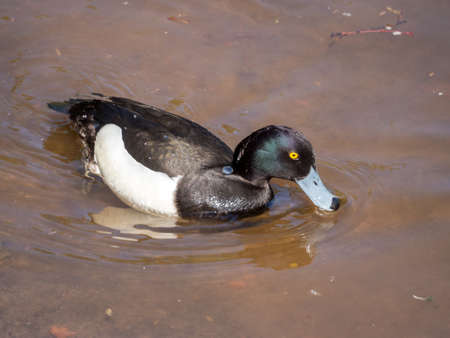 black duck in water close up (Aythya fuligula)