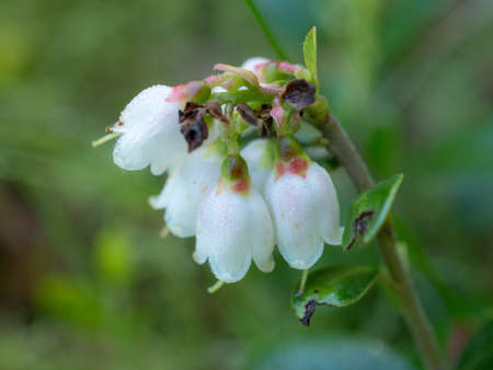 white lingonberry flowers close up in summerの写真素材