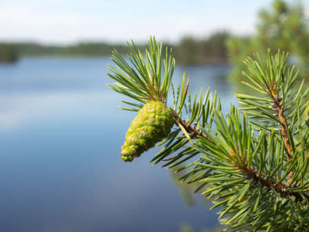 pine branch with a green cone on a sunny day