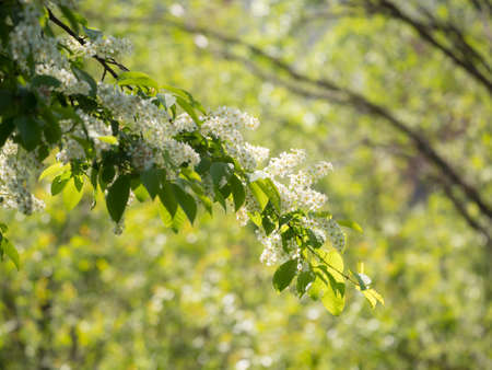 branch of blossoming bird cherry in spring day