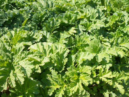 green large leaves of hogweed in spring