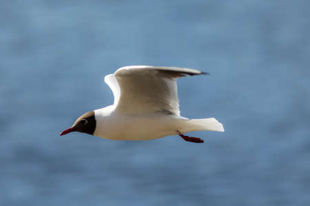 portrait of a seagull in flight on a background of blue water