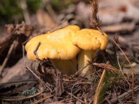 chanterelle mushrooms in the forestの写真素材