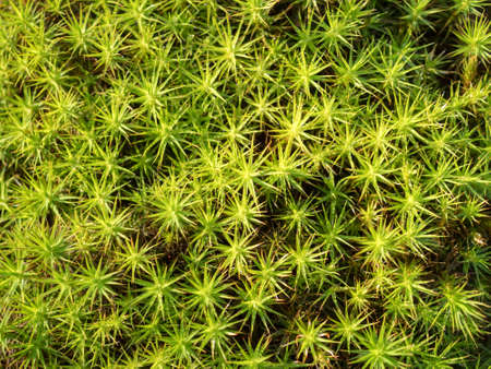 green moss in the forestの写真素材