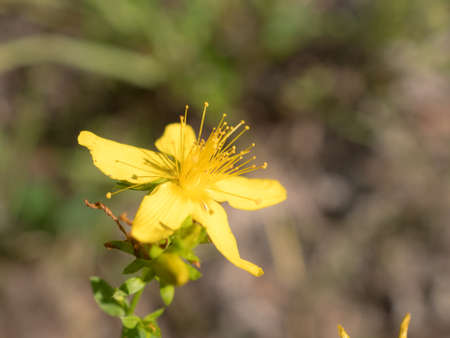blooming st. John's wort on a summer day close upの写真素材