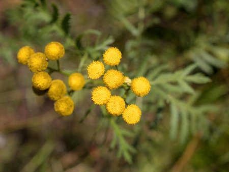 tansy on a summer day close upの写真素材