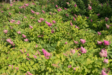 blooming pink spirea on a summer sunny dayの写真素材